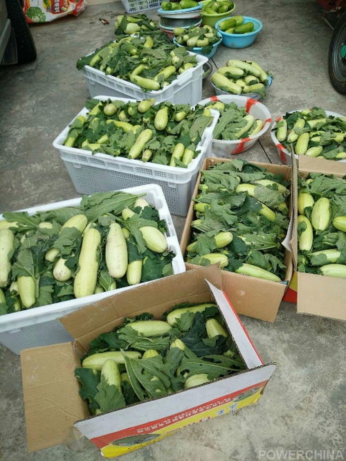 洪雅農旅康養項目喜迎首季大豐收，生態農園產業園奏響鄉村振興新樂章