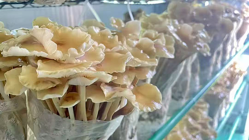 棚掌柜 打造會(huì)思考的‘農(nóng)場(chǎng)’，以軟件開(kāi)發(fā)賦能現(xiàn)代農(nóng)業(yè)新發(fā)展